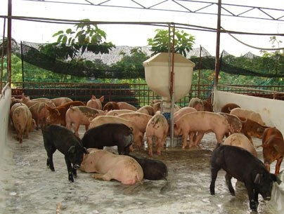 Theo ông Nguyễn Xuân Dương, Phó cục trưởng Cục Chăn nuôi, người chăn nuôi có tâm lý chưa muốn bán heo là để chờ cận tết mới bán nên đẩy giá heo tăng đã tăng khoảng 4.000-5.000 đồng/kg heo-1355384736_500x0.jpg