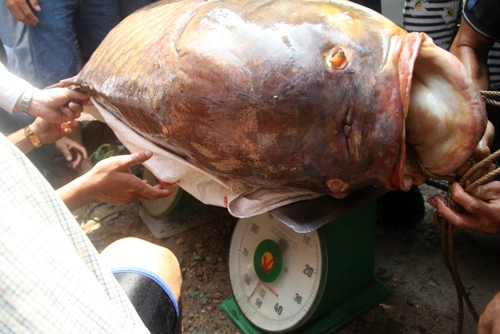 nhung-loai-ca-ban-dat-nhu-vang-o-viet-nam-2