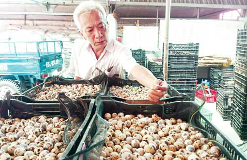 lao-nong-mien-tay-thu-chuc-ty-moi-nam-tu-trung-cut-dong-lon-xuat-khu