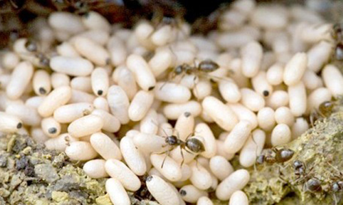 Trứng kiến - Tin tức mới nhất 24h qua - Báo VnExpress