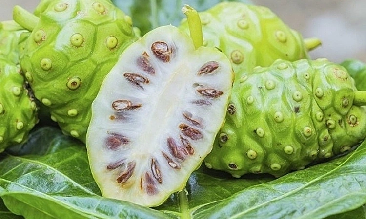 Trái nhàu rớt giá còn 3.000 đồng một kg - Báo VnExpress Kinh doanh