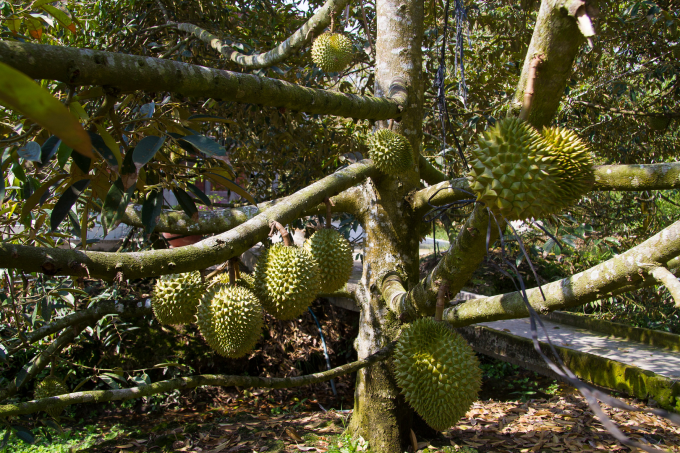Phân Bón Cà Mau giúp nâng cao giá trị kinh tế của nông sản Việt. Ảnh: Phân bón Cà Mau