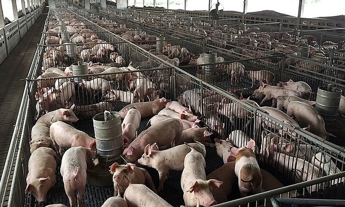 Đại gia nuôi heo Dabaco đặt mục tiêu doanh thu hơn tỷ USD