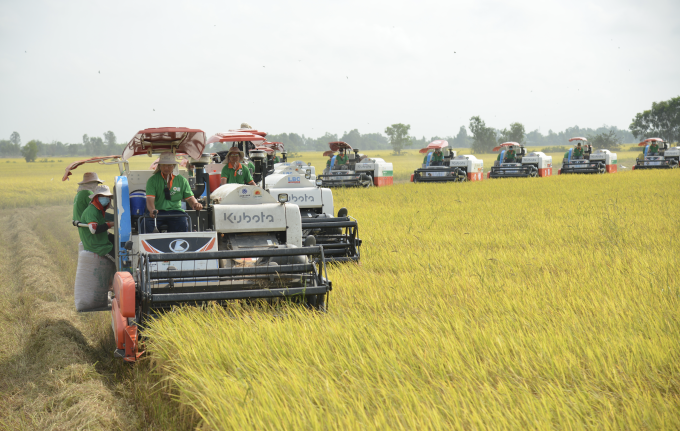 Dàn máy gặt trên cánh đồng lúa xuất khẩu đi EU. Ảnh: Linh Đan