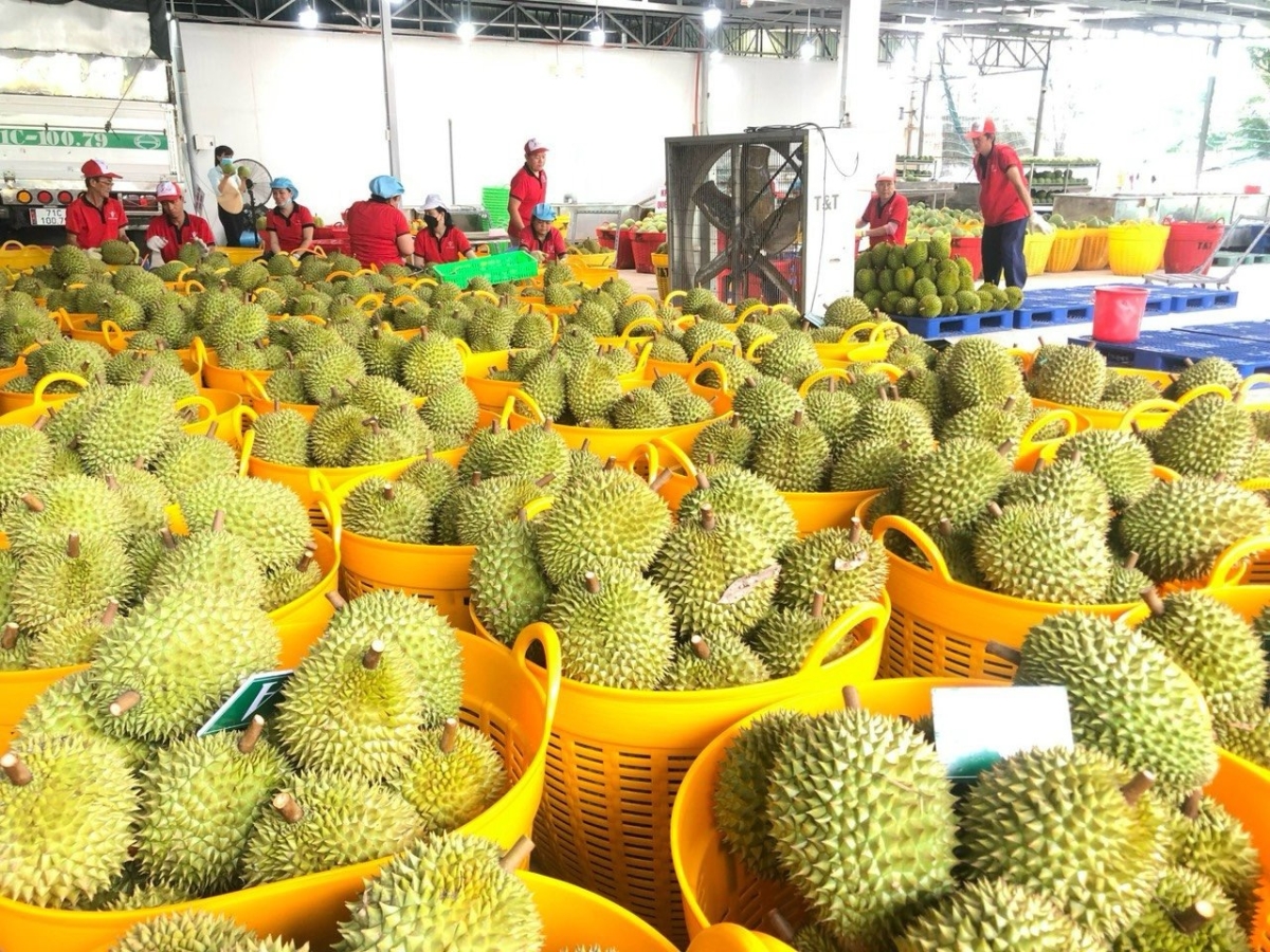 Nhiều quốc gia tăng mua sầu riêng Việt - Báo VnExpress Kinh doanh
