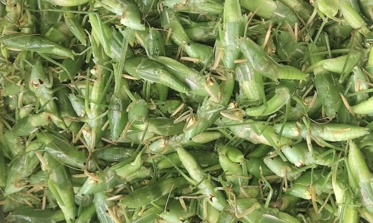 Gần triệu đồng một kg muồm muỗm