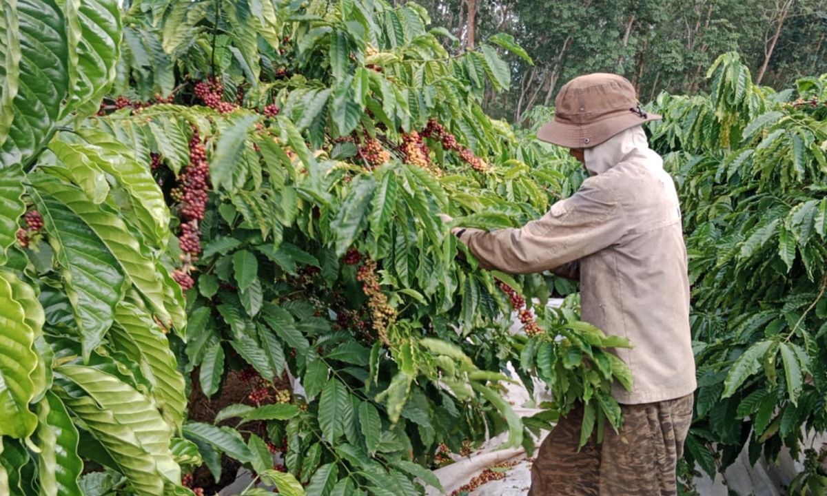 Giá cà phê tăng vọt