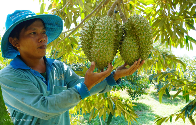 Sầu riêng trồng tại Long An. Ảnh: Hoàng Nam
