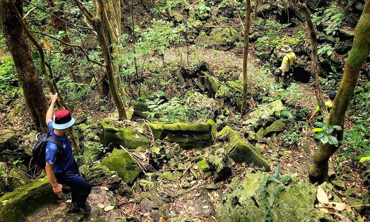 Rừng trồng dưới 5 năm tuổi ở Việt Nam bán tín chỉ carbon giá cao nhất