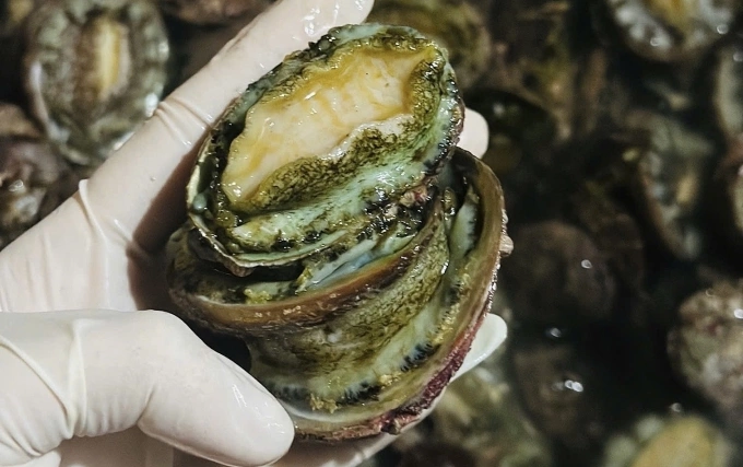 Bào ngư có kích cỡ lớn tại vựa thu mua ở Nha Trang. Ảnh: An Cảng