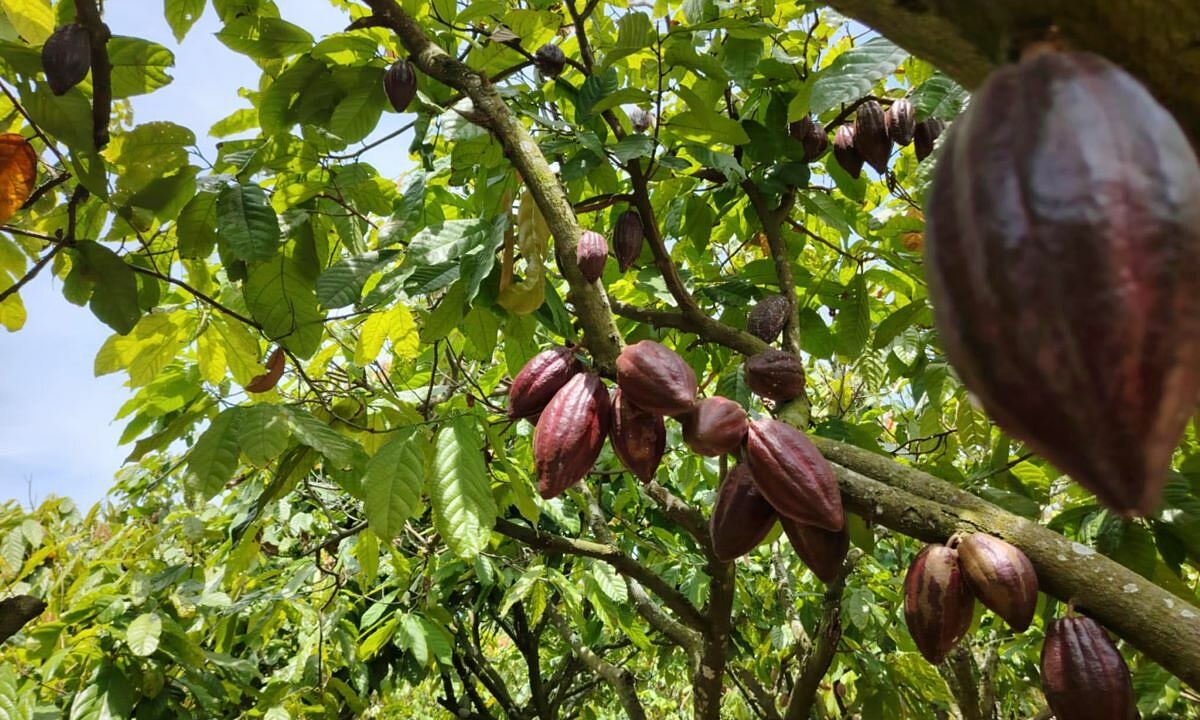 Cacao tăng giá gấp đôi, lên 260.000 đồng một kg - Báo VnExpress Kinh doanh