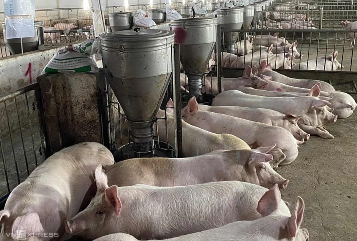 Giá heo hơi lao dốc