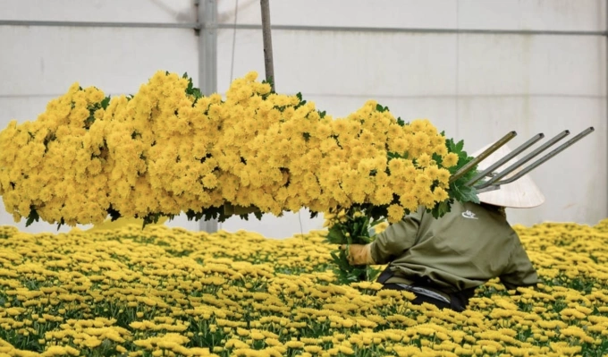 Thu hoạch hoa cúc ở Đà Lạt. Ảnh: Dalat Hasfarm