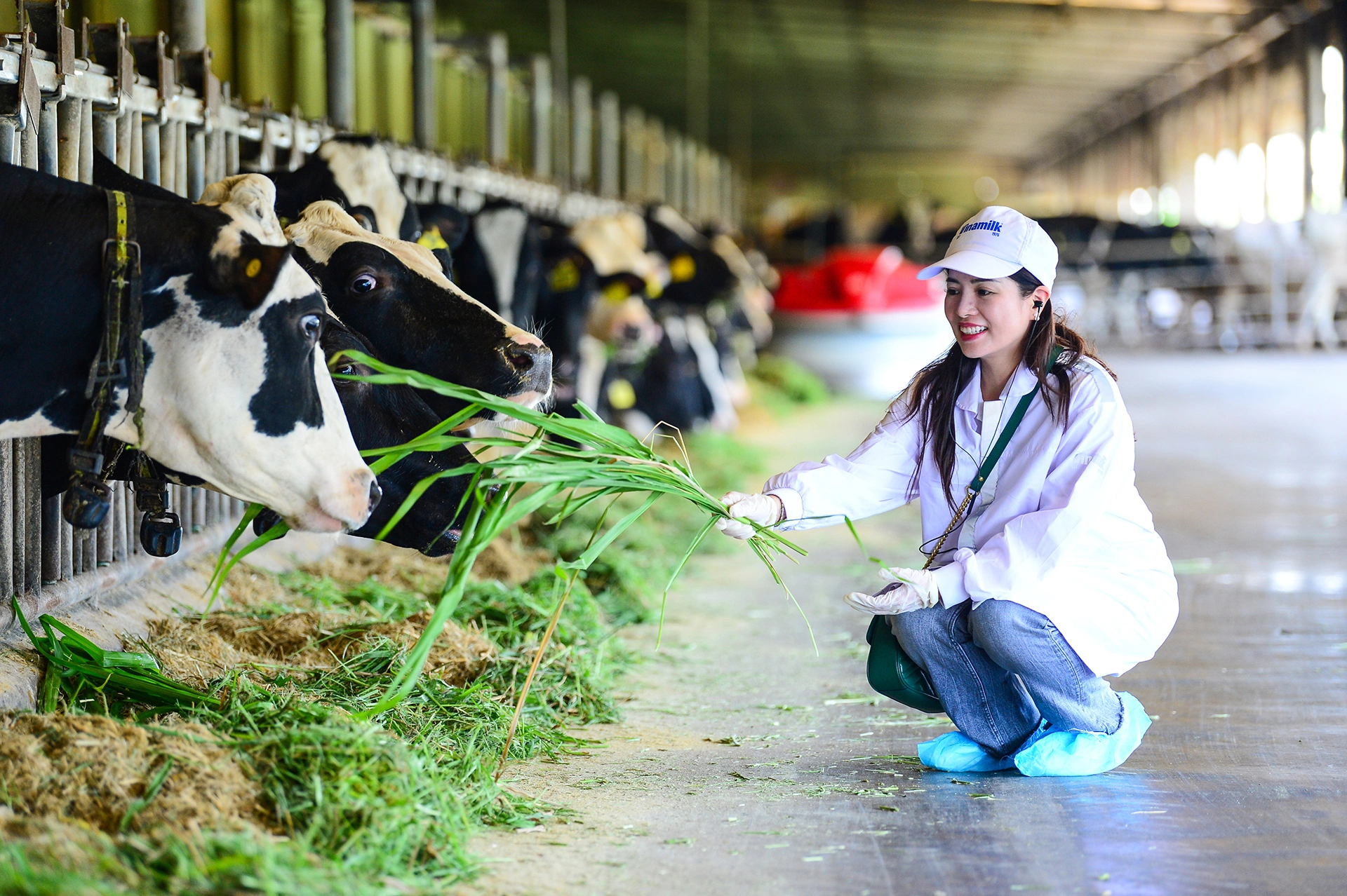 Vòng tuần hoàn xanh tại trang trại Vinamilk Green Farm 500 ha