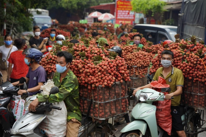 Vải thiều được thu hoạch tại tỉnh Bắc Giang (cũ). Ảnh: Ngọc Thành