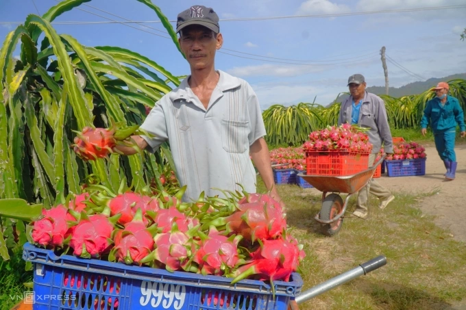 Ông Phạm Văn Dũng đang thu hoạch thanh long trong vườn, xã Mỹ Thạnh, huyện Hàm Thuận Nam (Bình Thuận). Ảnh: Việt Quốc
