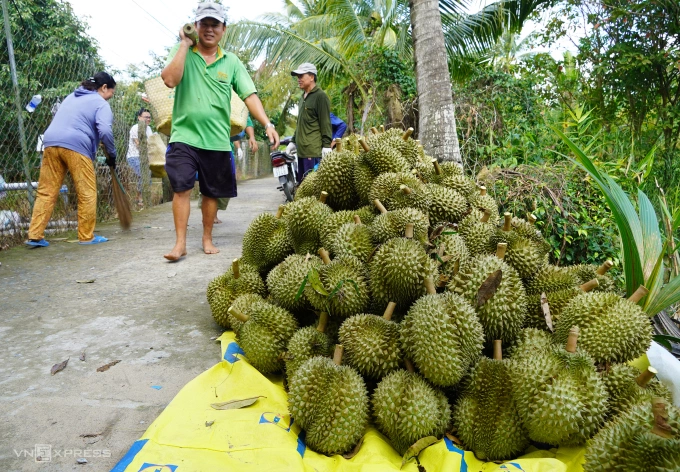 Thu hoạch sầu riêng nghịch vụ tại thị xã Cai Lậy, Tiền Giang. Ảnh: Hoàng Nam