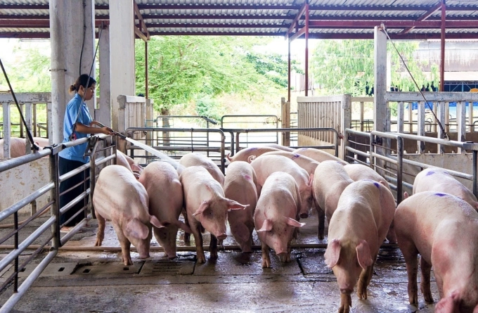 Trang trại nuôi heo tại miền Nam. Ảnh: Vissan