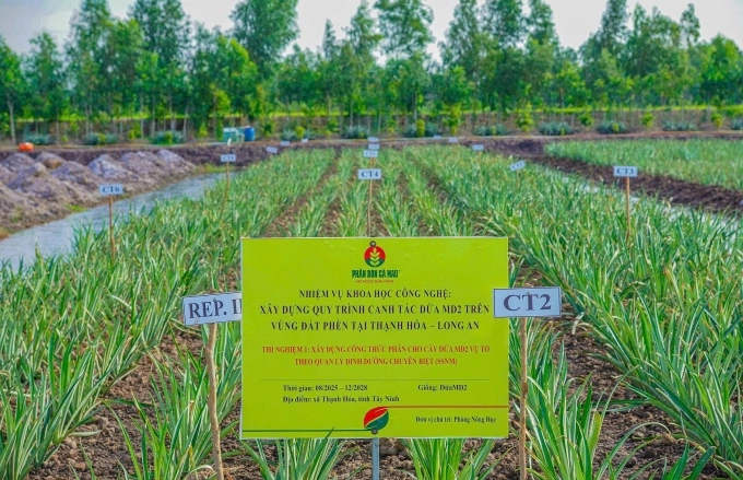 Thí nghiệm công nghệ mới trên cây trồng của đơn vị. Ảnh: PVCFC
