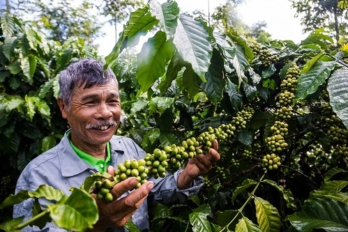 Vườn cà phê của nông dân Trần Văn Mạnh, Tân Xuân, Di Linh, Lâm Đồng đã triển khai theo dự án Better Life Farming. Ảnh: Better Life Farming