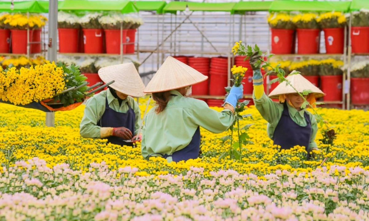 Chuỗi hoa tươi lớn nhất Việt Nam thâu tóm doanh nghiệp Australia