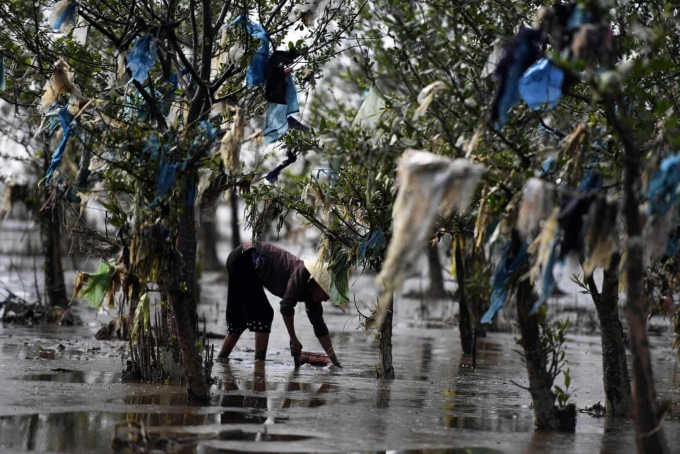 Một phần rừng ngập mặn tại Việt Nam vướng nhiều rác nhựa, năm 2018. Ảnh: AFP