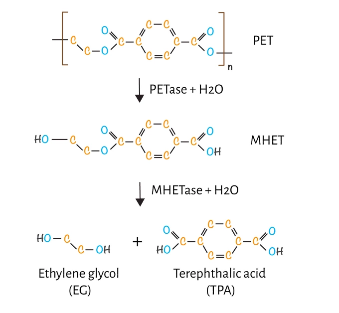 Cách vi khuẩn chuyển hóa rác nhựa thành các thành tố cơ bản. Nguồn: RS Science