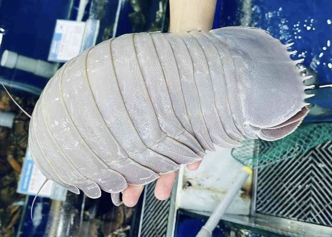 Bọ biển nặng trên 1kg tại cửa hàng hải sản trên đường Lý Tự Trọng, TP HCM. Ảnh: Trần Trường