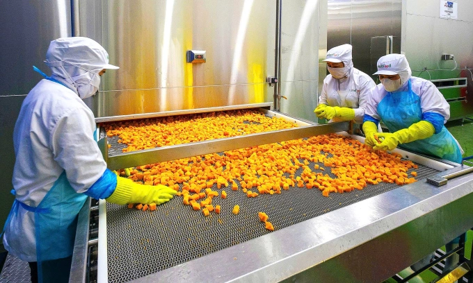 Công nhân nhà máy WestFood Hậu Giang đang đưa trái cây vào hệ thống máy cấp đông nhanh IQF. Ảnh: WestFood.