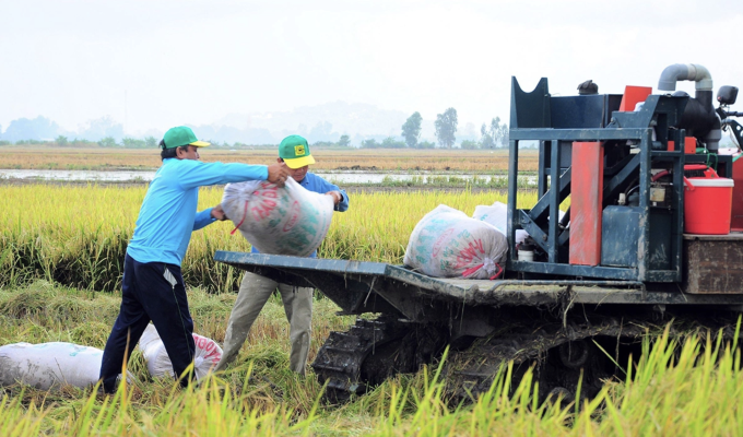 Vận chuyển lúa sau thu hoạch từ đồng về kho để phơi, sấy. Ảnh: An Bình