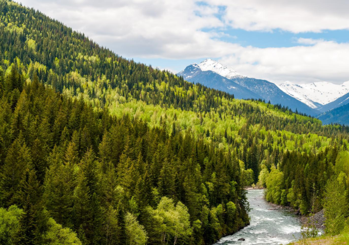 Một cánh rừng tại Canada. Ảnh: Canadian Wood