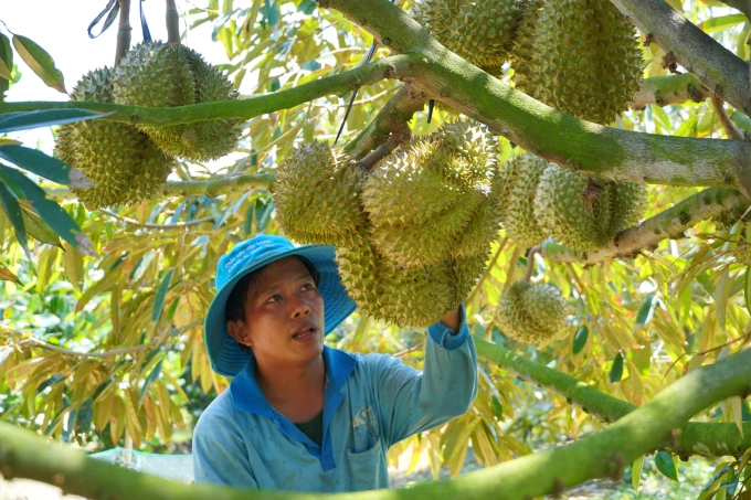 Vườn sầu riêng 1 ha chuyển đổi từ đất trồng lúa tại xã Tân Lập (Tân Thạnh, Long An cũ). Ảnh: Hoàng Nam