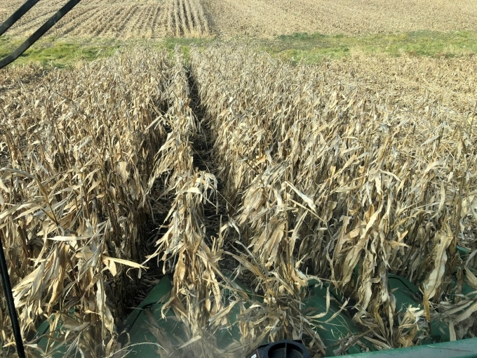 Ngô đang được thu hoạch trong một trang trại ở Iowa (Mỹ). Ảnh: Reuters