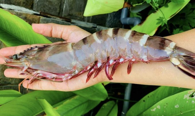Tôm sú khai thác ở vùng biển Nha Trang. Ảnh: An Cảng