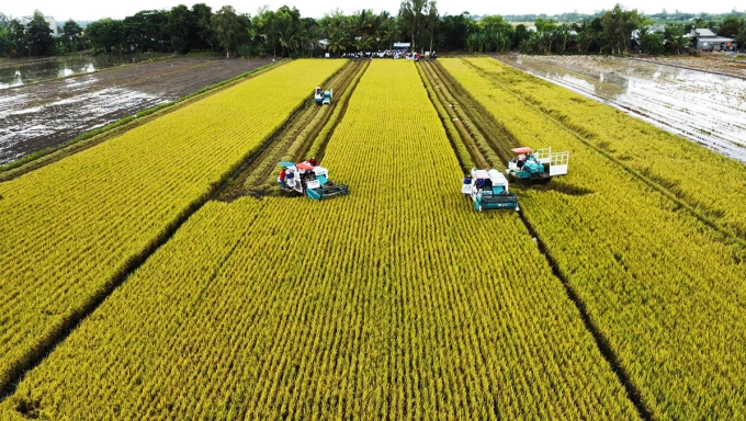 Thu hoạch lúa trong mô hình thí điểm bằng máy gặt đập liên hợp, ngày 8/7/2024. Ảnh: An Bình