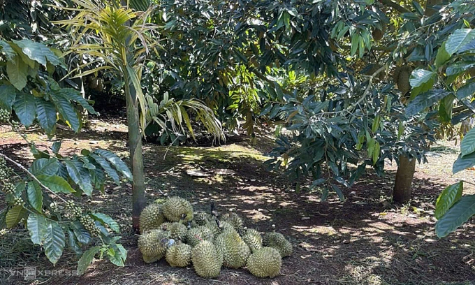 Sầu riêng rụng sáng 25/10 được nông dân Đăk Lăk gom lại vì doanh nghiệp và thương lái ngưng mua. Ảnh: Linh Đan