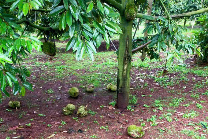 Vườn sầu riêng nhà ông Kiêm ở Đăk Lăk liên tục rụng nhiều ngày qua. Ảnh: Đoàn Kiêm