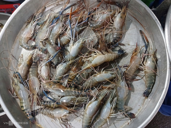 50.000 đồng một con tôm càng xanh loại 100gram một con tại chợ Xóm Mới, phường An Hội Đông sáng 26/2. Ảnh: Thi Hà
