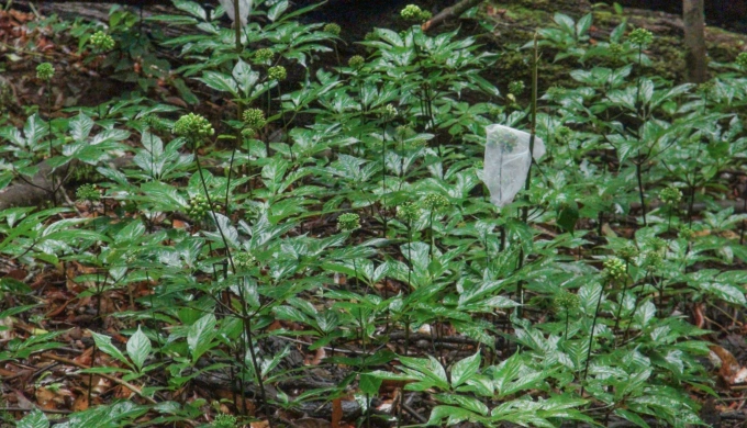 Vườn sâm ngọc linh K5 ở Kon Tum cũ (nay Quảng Ngãi). Ảnh: Vingin