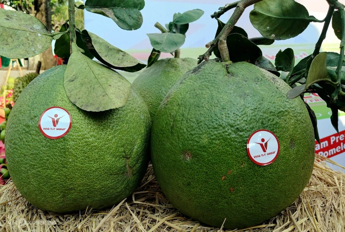 Bưởi da xanh tại nhà xưởng của Vina T&T tại Bến Tre cũ (nay là Vĩnh Long). Ảnh: Thi Hà