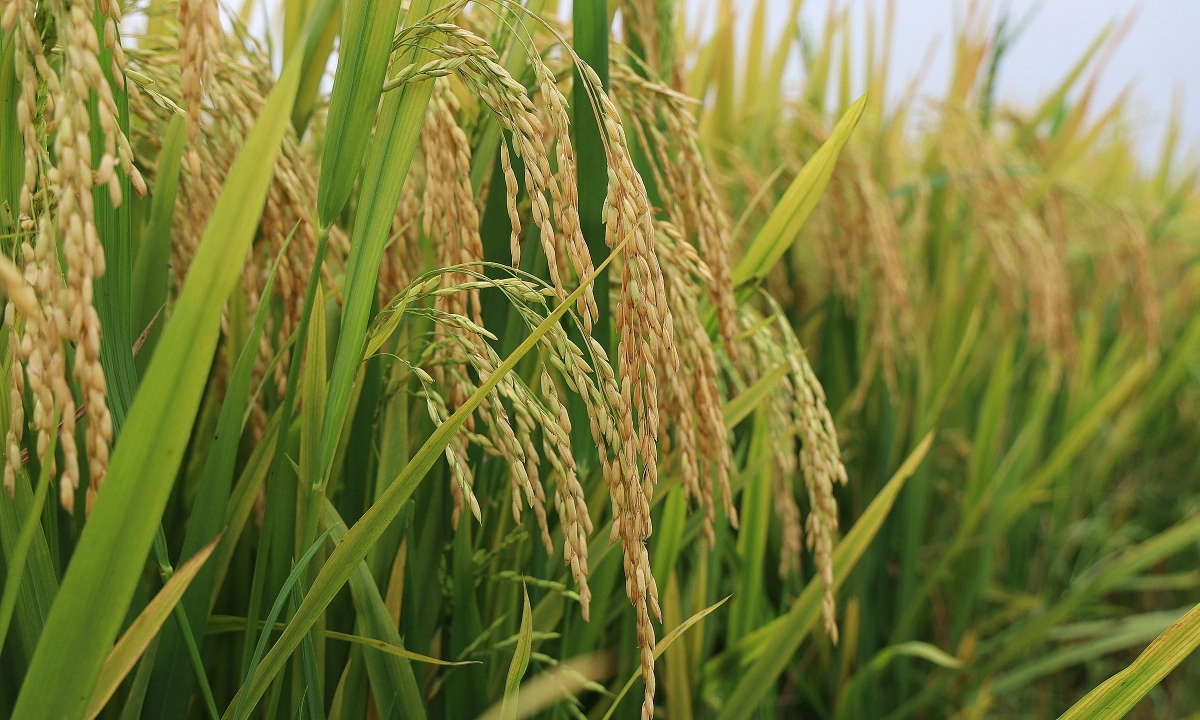 Growing new rice, farmers earn tens of millions of dong – The Observatorial