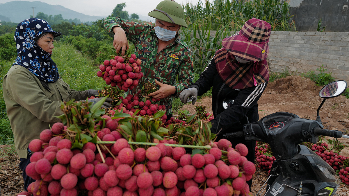 Mỹ mua vải thiều Việt gấp đôi cùng kỳ