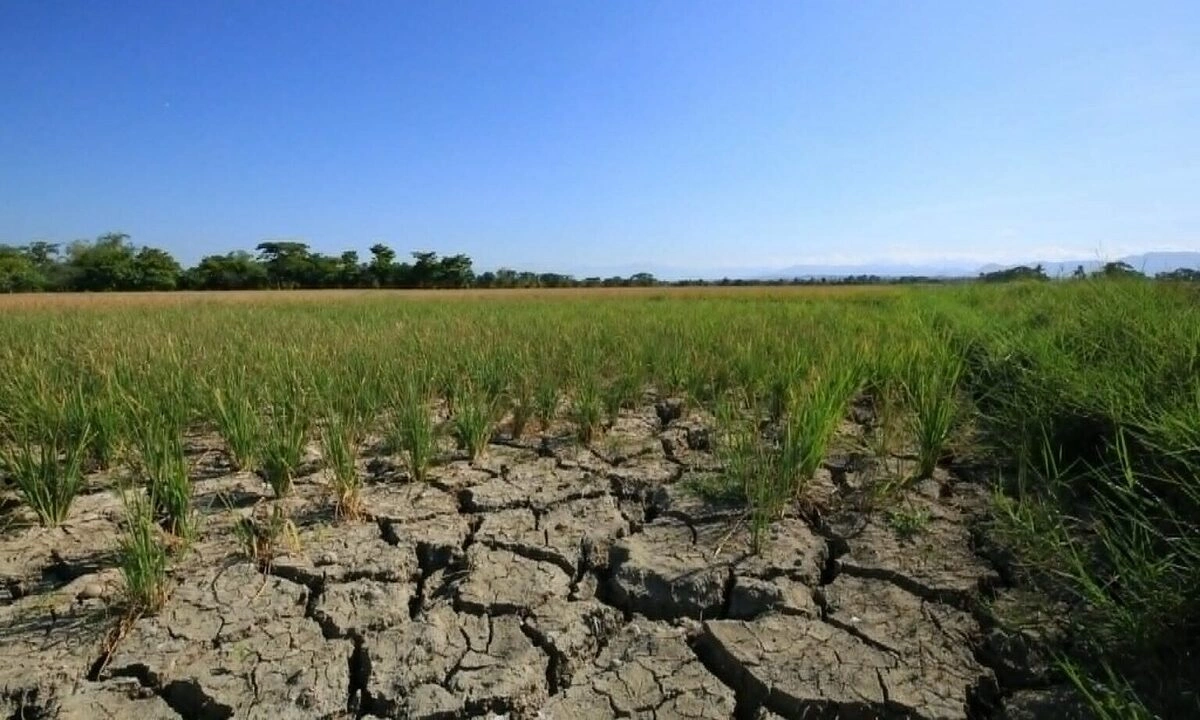 Philippines tiếp tục nhập khẩu gạo do lo ngại El Niño