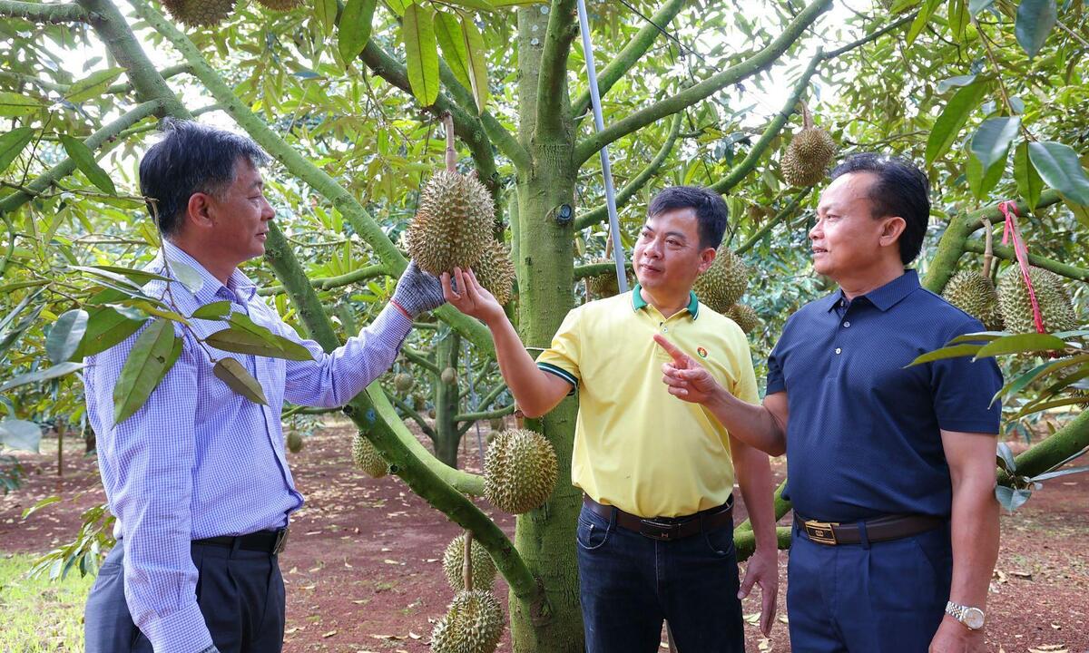 Phân bón Cà Mau đồng hành nông dân tối ưu mùa vụ