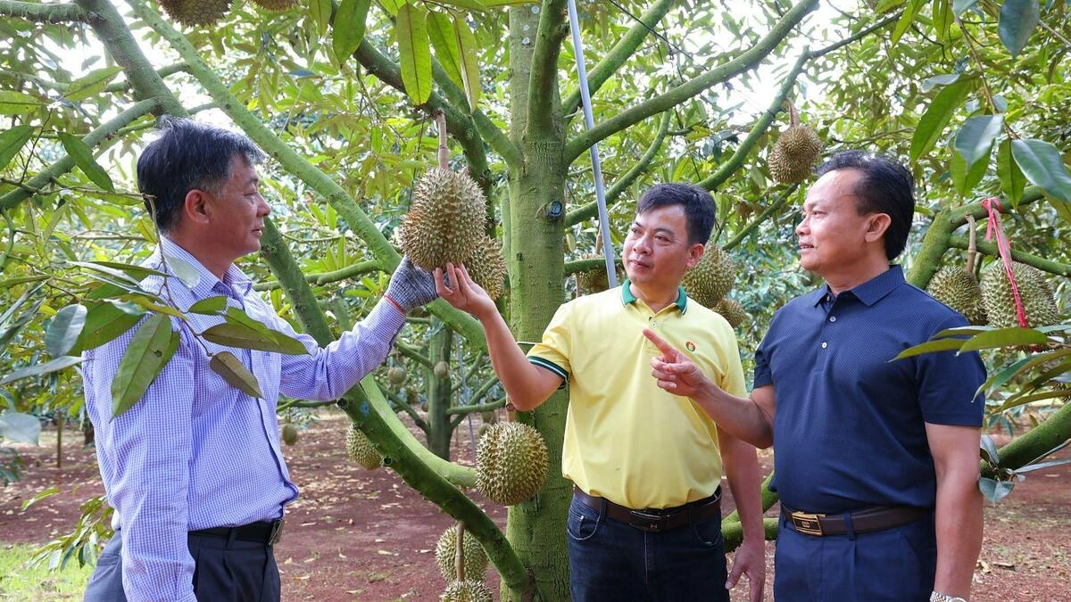 Phân bón Cà Mau đồng hành nông dân tối ưu mùa vụ