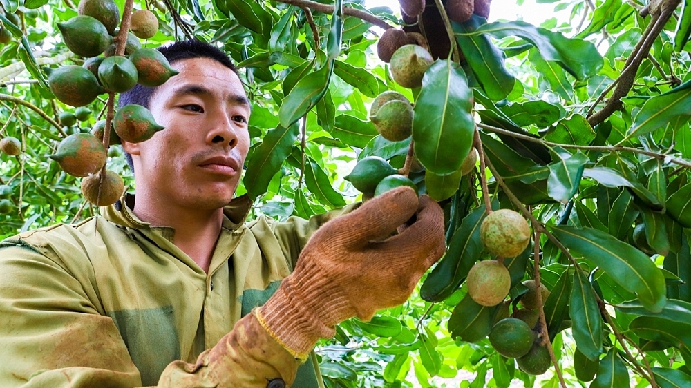 Vì sao trồng hơn 46.000 ha mắc ca, Việt Nam vẫn phải nhập?