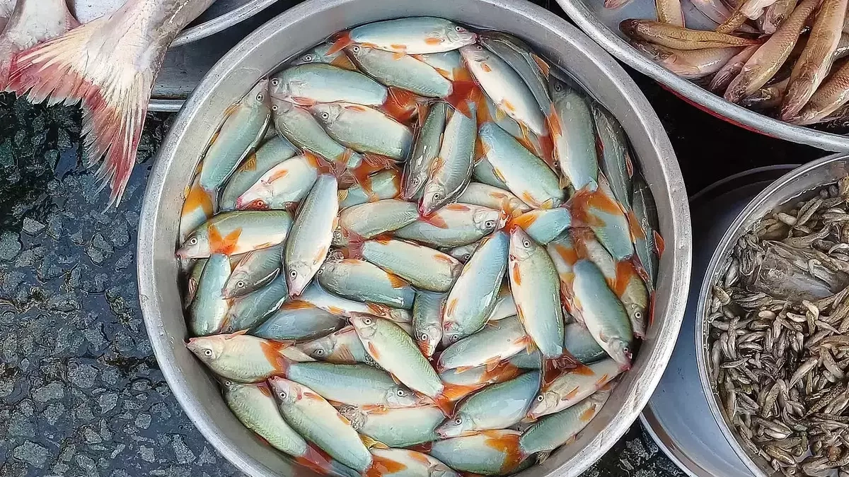 Hơn 600.000 đồng một kg cá heo nước ngọt