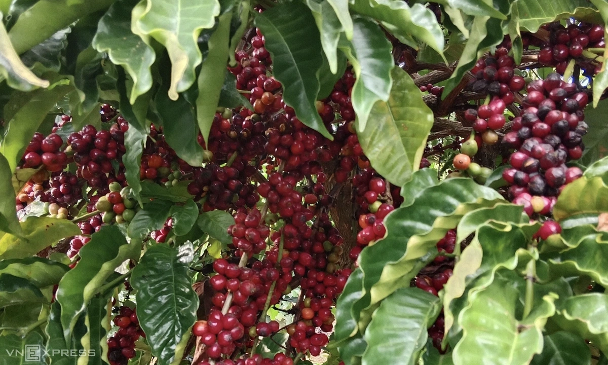 Giá cà phê lao dốc: Giảm hơn 15.000 đồng/kg, về mức thấp nhất từ đầu năm