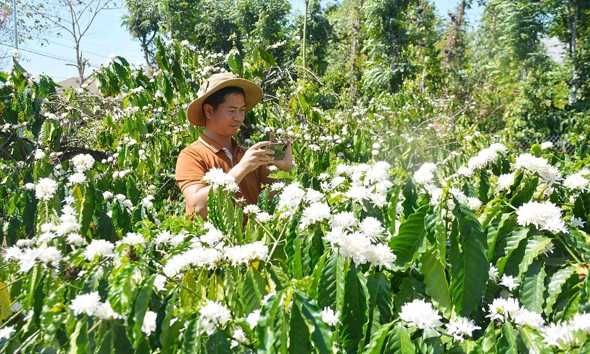 Đăk Lăk phát triển 75.000 ha cà phê thích ứng biến đổi khí hậu đến 2030